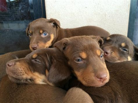 Ready for rehoming. . Kelpie puppies for sale melbourne